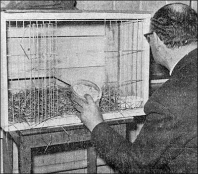The Headmaster, Mr Pringle, looks at the empty cage where the guinea pig Gussy was tortured before being drowned.
