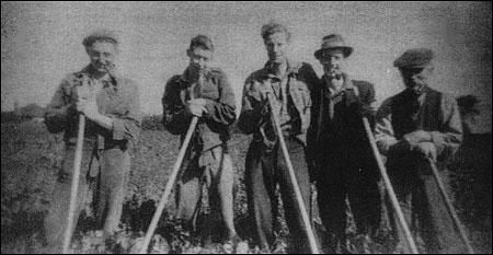 Employees of Eric Stopps of Laurel Farm hoeing sugar beet in Home Field, Cranford Road c1949.  Nigel Patrick, Bob Farrow, Paul Narr (German ex-POW), Arthur Rylot and Sam Austin