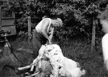 Sheep shearing at Perkins farm