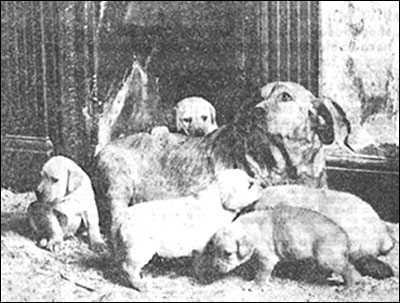 Photograph showing mother dog with pups