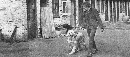 Photograph showing Breeder, Mrs Harpur, displaying one of her top dogs