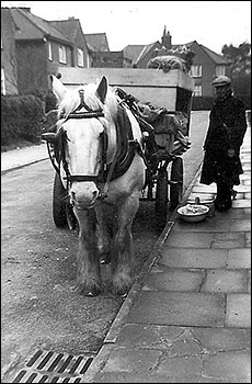 Arthur Butlin in North Avenue delivering produce from his market garden c1960